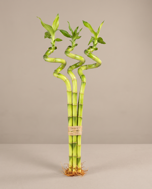 Lucky bamboo spiral, 12 inch bundle of three, no vase