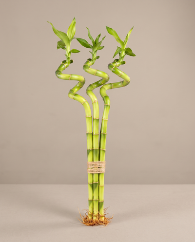 Lucky bamboo spiral, 12 inch bundle of three, no vase