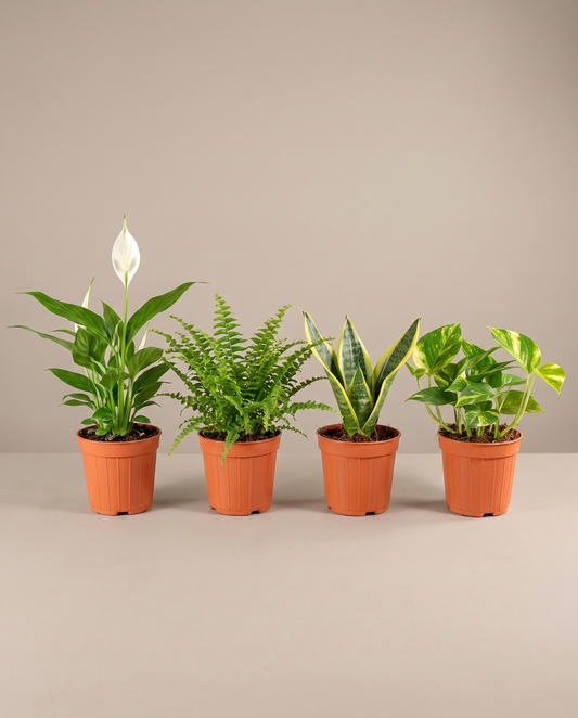 Tropical houseplant 4-pack in grow pots, front studio