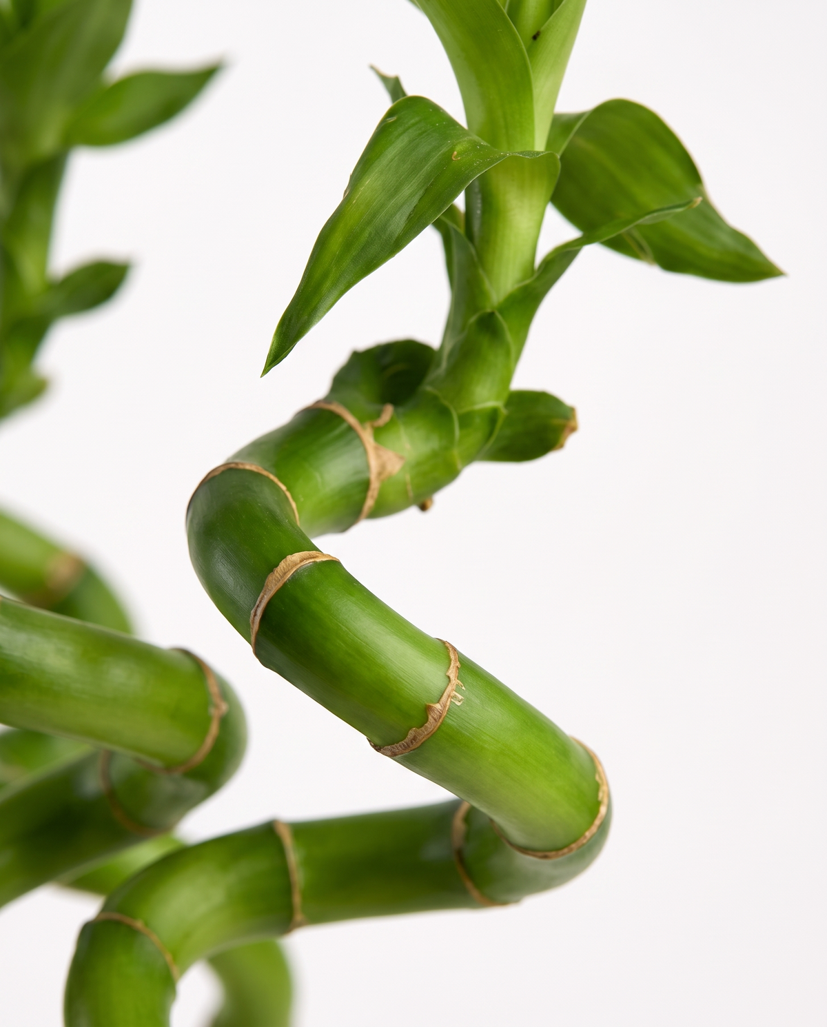 Lucky bamboo spiral cane, close-up