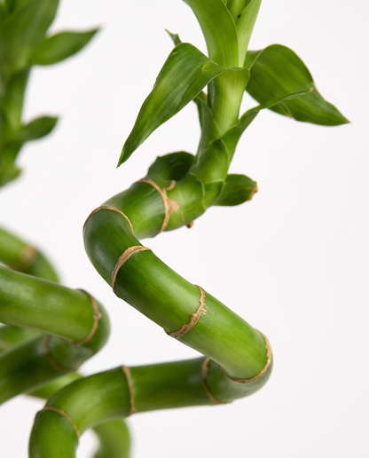 Lucky bamboo spiral cane, close-up