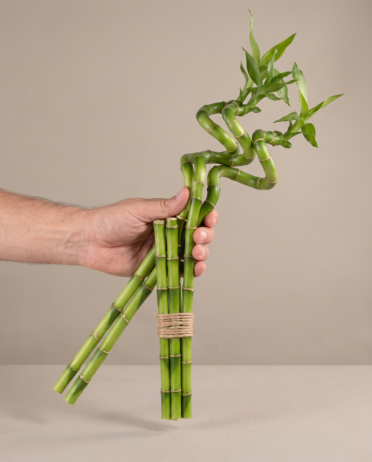 Lucky bamboo spiral 12 inch bundle, hand for scale