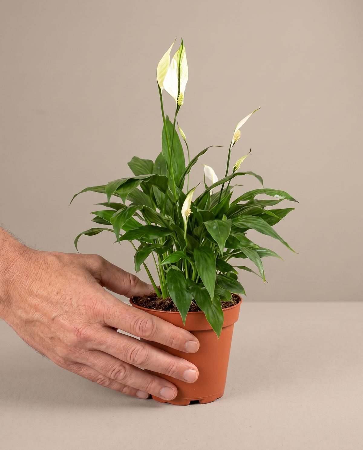 Tropical houseplant in a grow pot, hand for scale