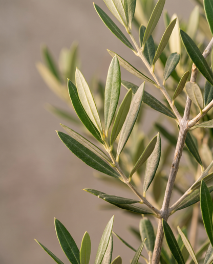 Olive leaves, close-up