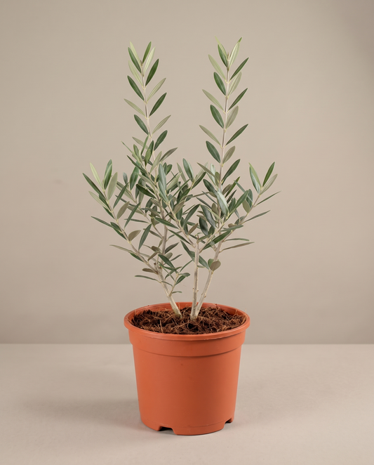 Olive Tree in a grow pot, front studio, Medium