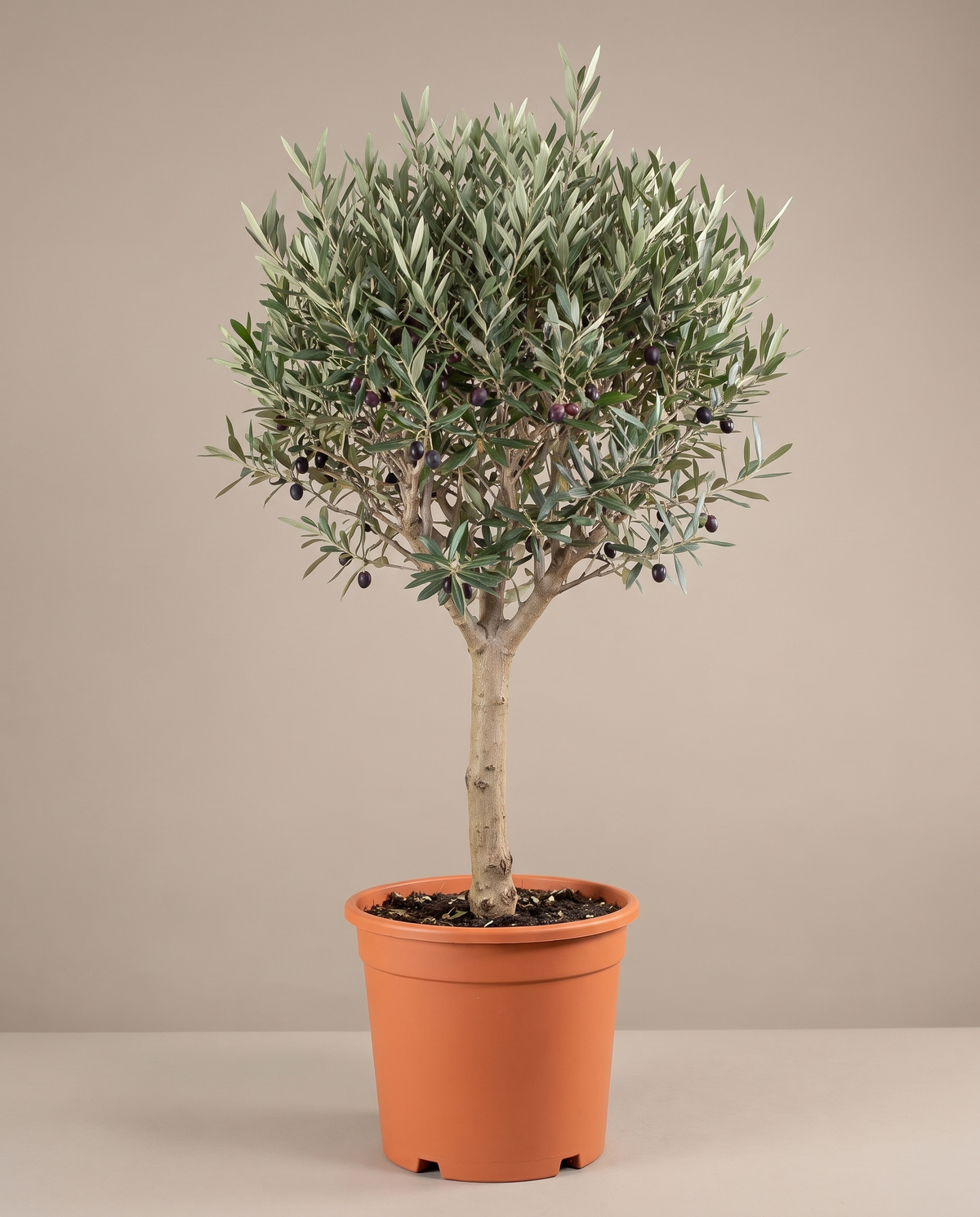 Olive Tree in a grow pot, front studio, Large