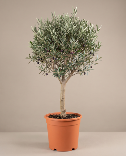 Olive Tree in a grow pot, front studio, Large