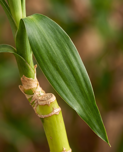 Lucky bamboo 3 ft big-leaf, close-up