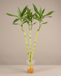 Lucky Bamboo – 3ft Straight Stalks Bundle