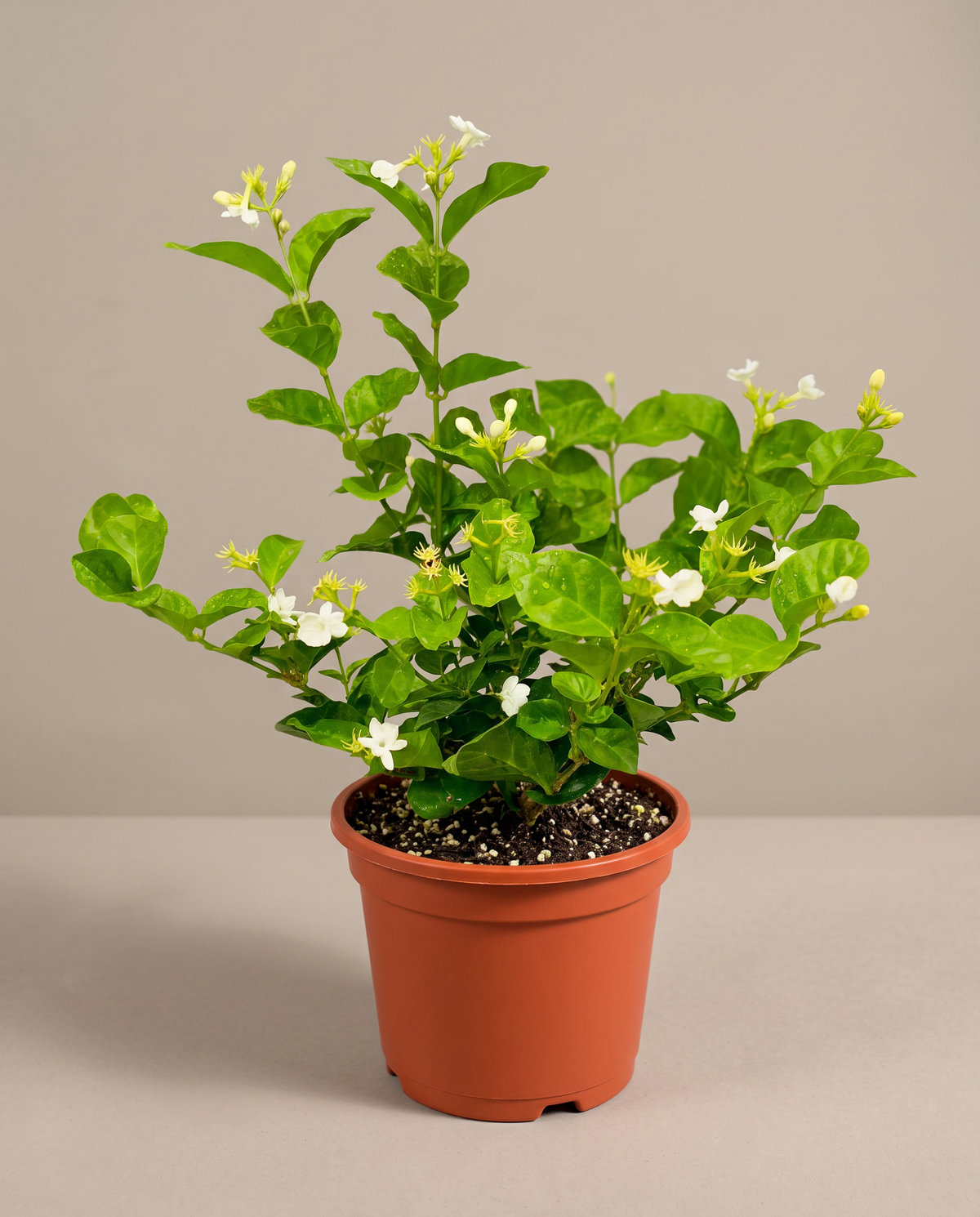 Jasmine Sambac bush in a grow pot, front studio