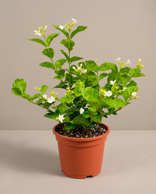 Jasmine Sambac bush in a grow pot, front studio