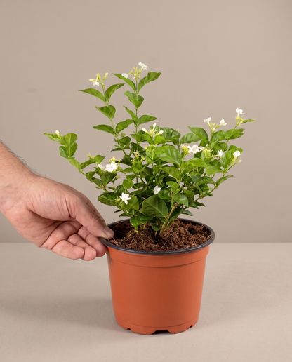 Jasmine Sambac bush in a grow pot, hand for scale