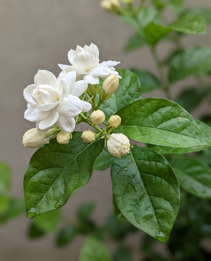 Jasmine sambac blooms, close-up