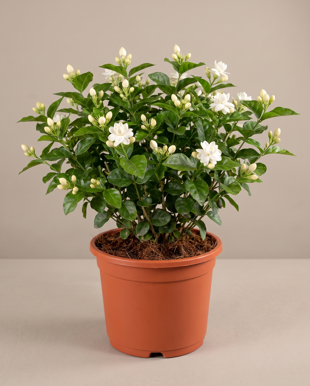 Jasmine sambac large in a grow pot, front studio