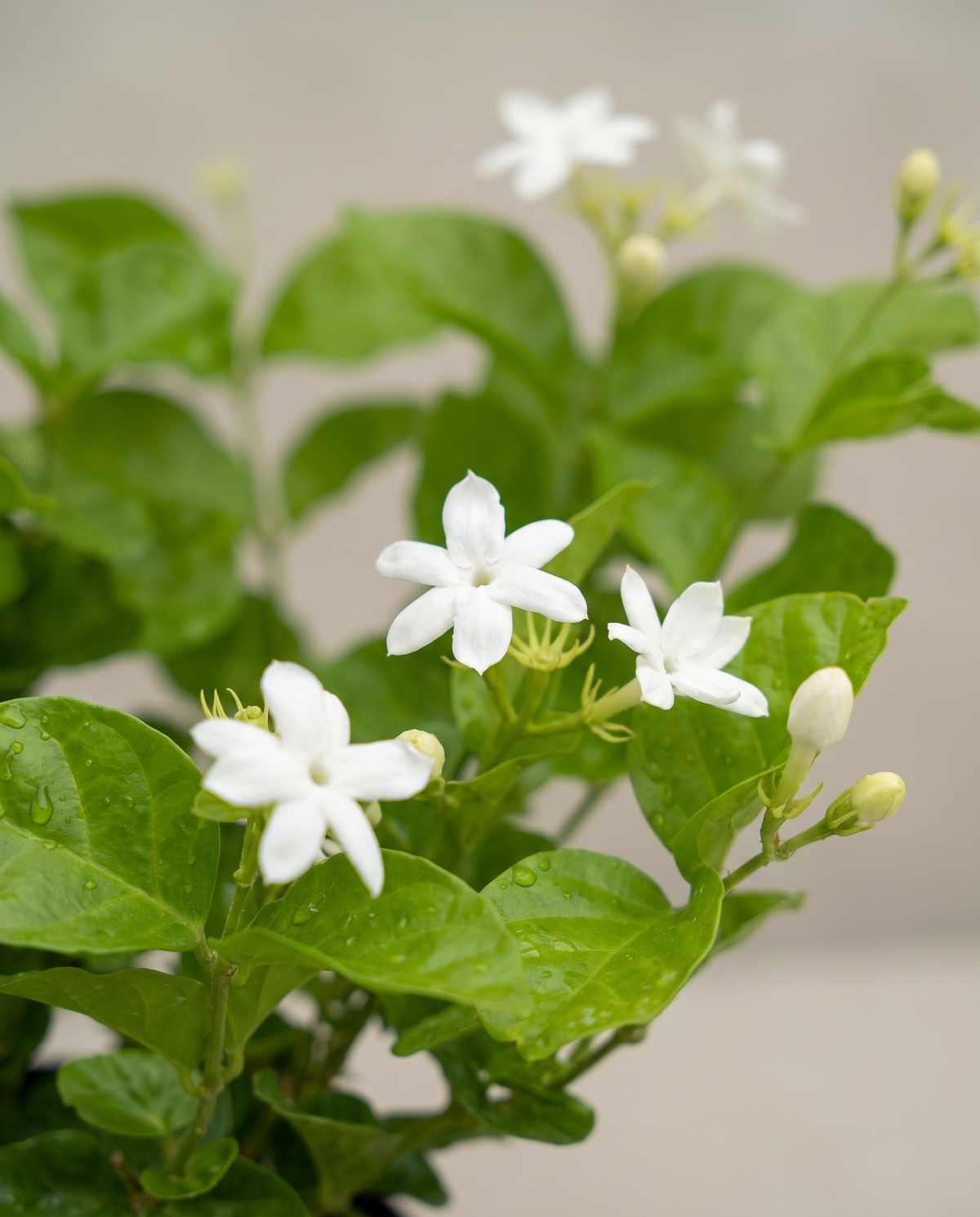 Jasmine Sambac blooms, close-up