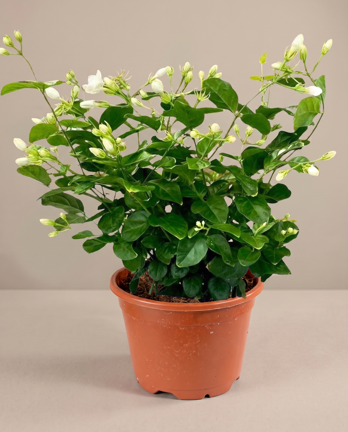 Jasmine sambac large in a grow pot, three-quarter