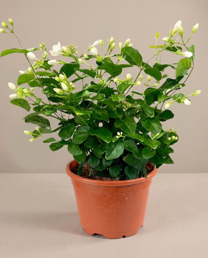 Jasmine sambac large in a grow pot, three-quarter