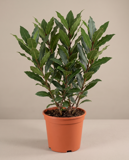 Bay laurel in a grow pot, front studio, Medium