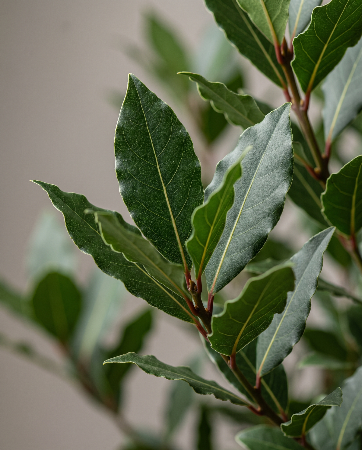 Bay laurel leaves, close-up