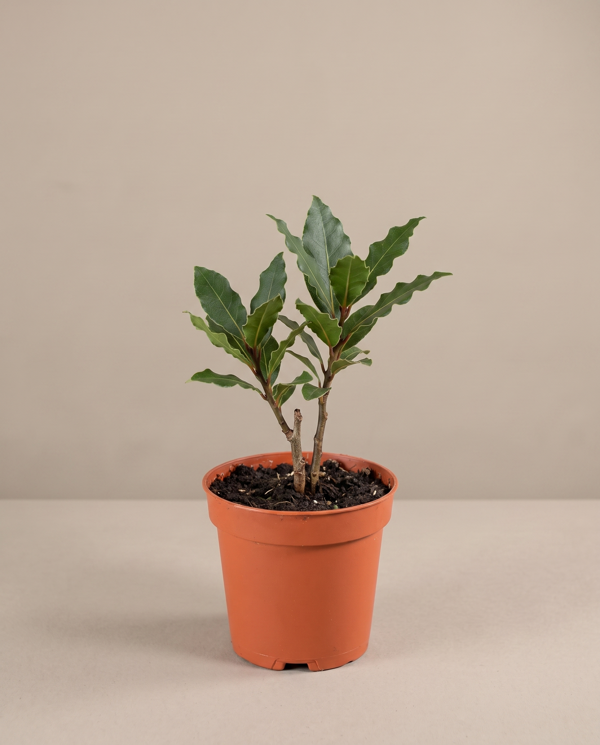 Bay laurel in a grow pot, front studio, Small