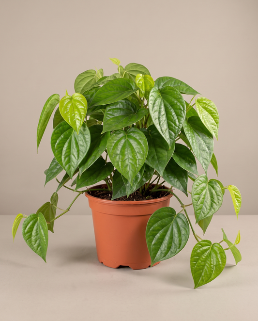 Betel (paan) in a grow pot, front studio, Large