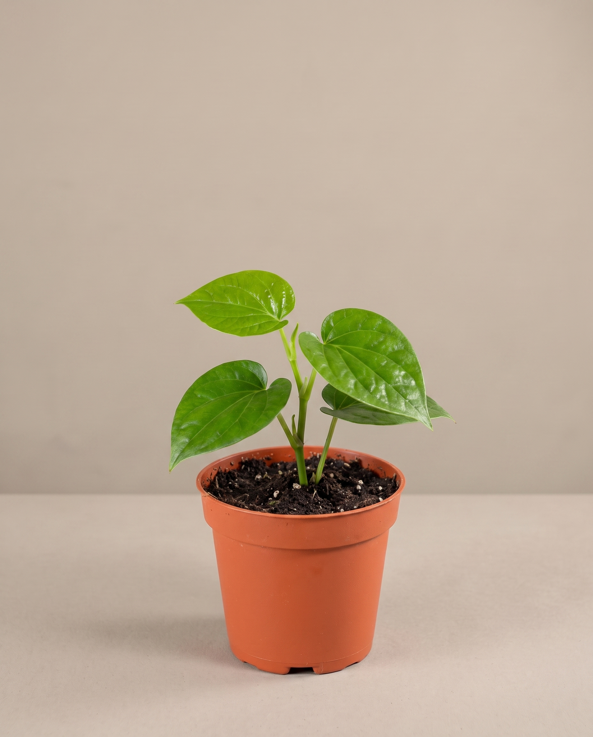 Betel (paan) in a grow pot, front studio, Small
