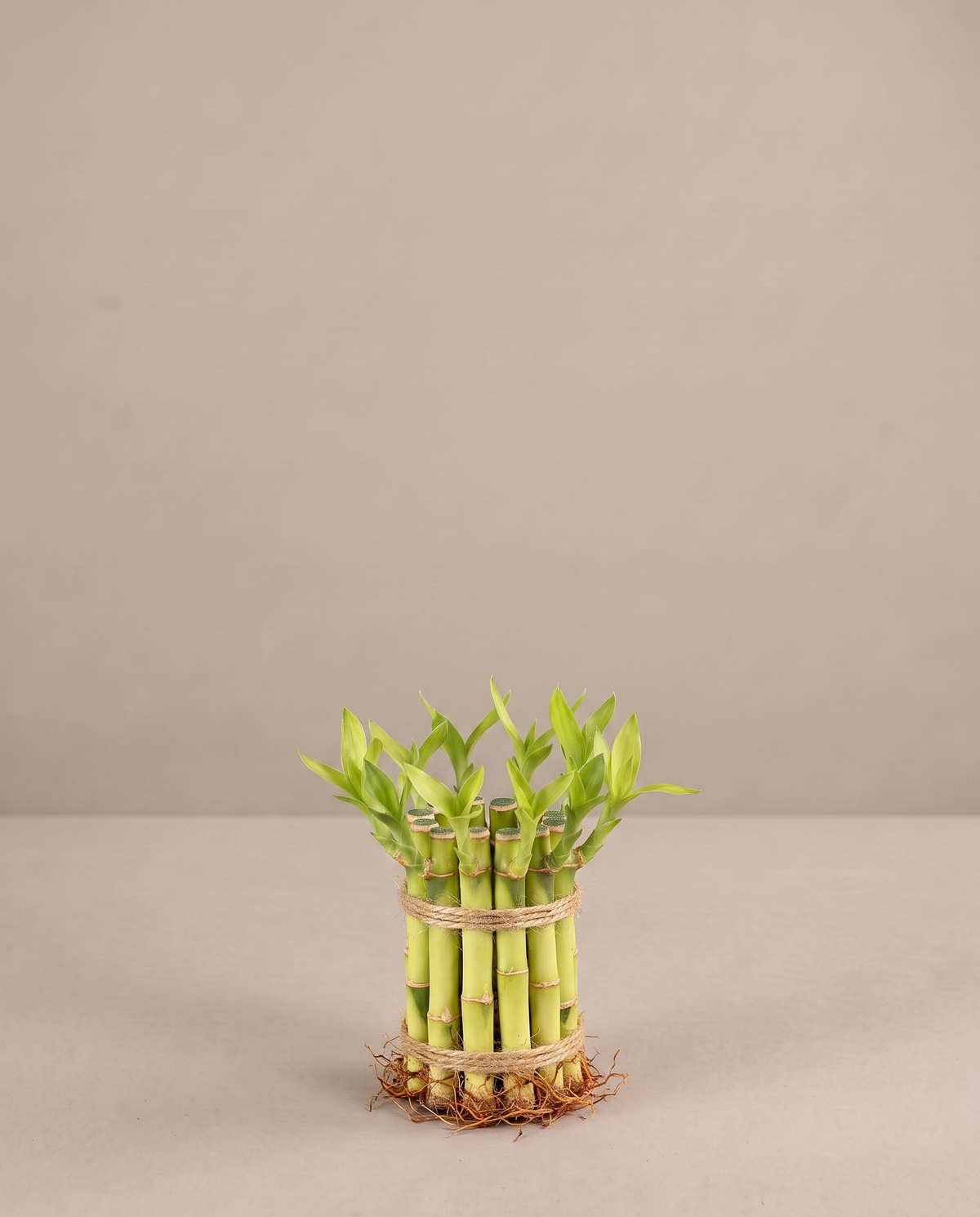 Lucky Bamboo Dracaena, 4 inch bundle of 10 stalks, no vase
