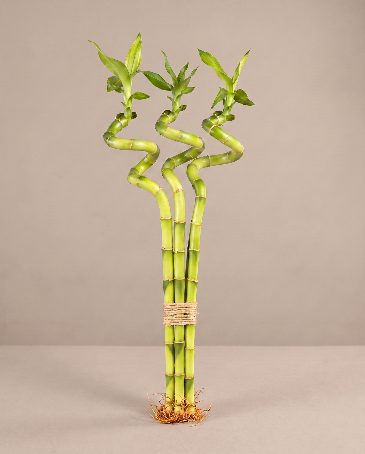 Lucky bamboo spiral, 8 inch bundle of three, no vase