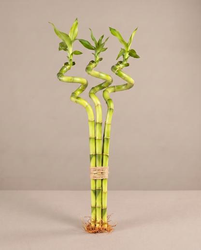 Lucky bamboo spiral, 8 inch bundle of three, no vase