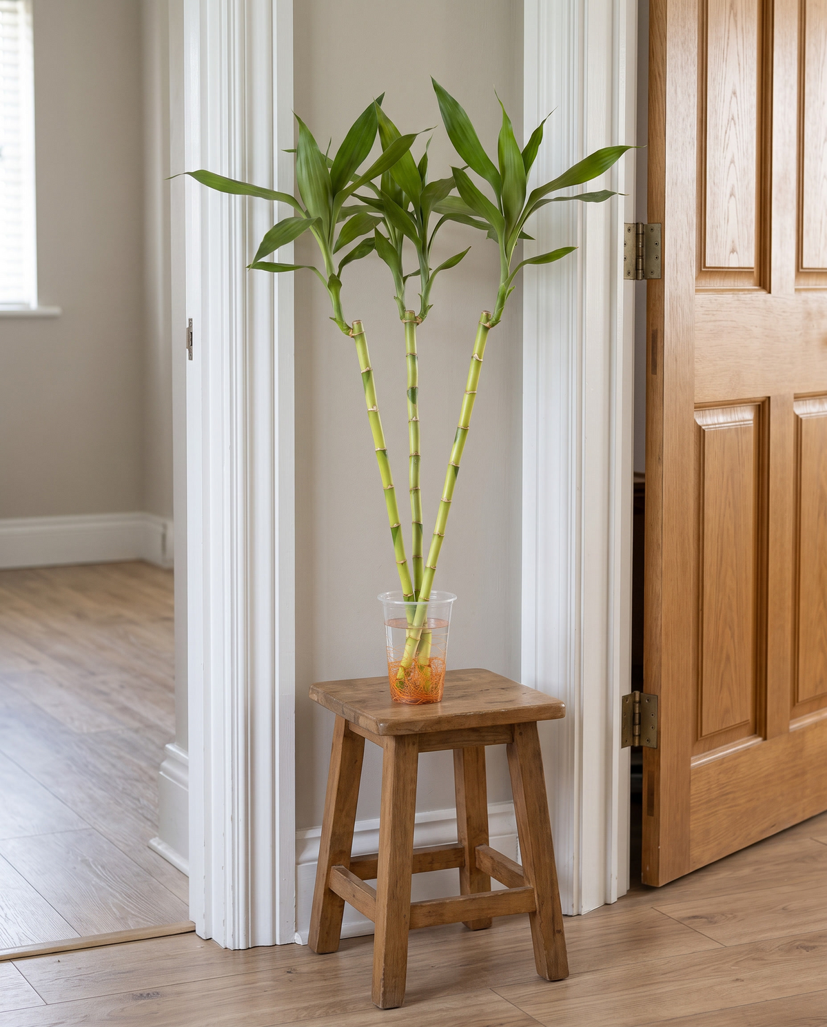 Lucky bamboo 3 ft big-leaf, doorway for scale