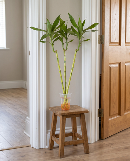 Lucky bamboo 3 ft big-leaf, doorway for scale