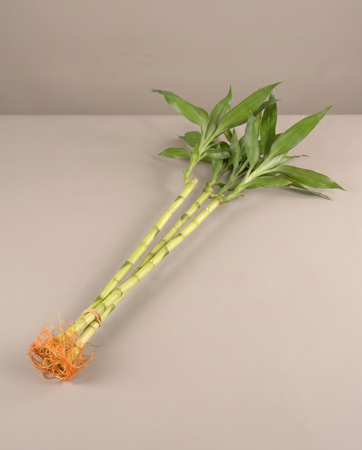 Lucky bamboo 3 ft big-leaf bundle as it ships, no vase