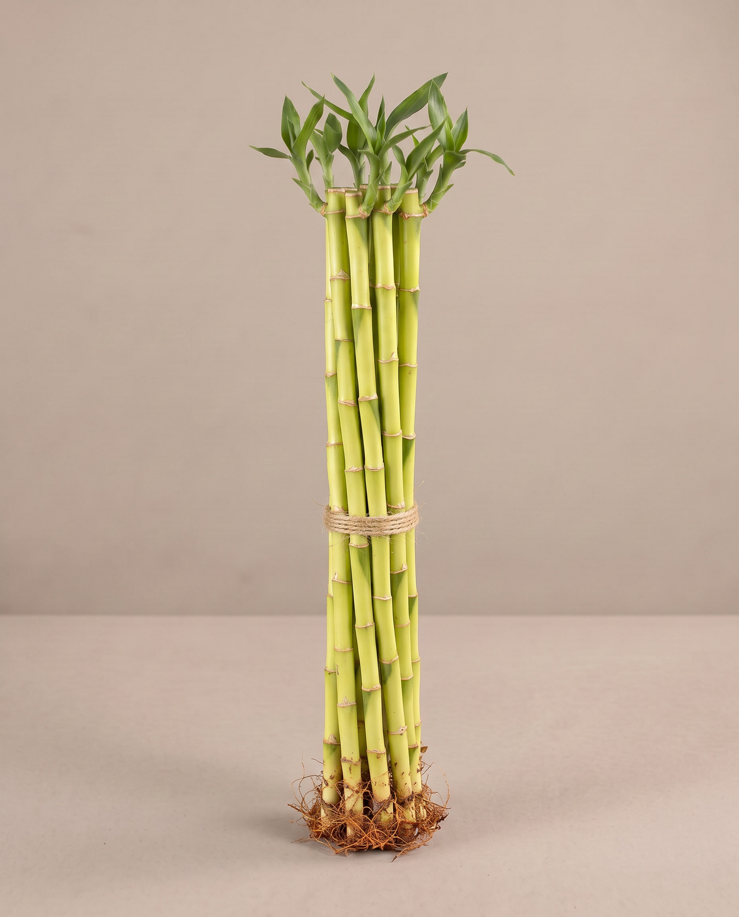 Lucky Bamboo Dracaena, 18 inch bundle of 10 stalks, no vase