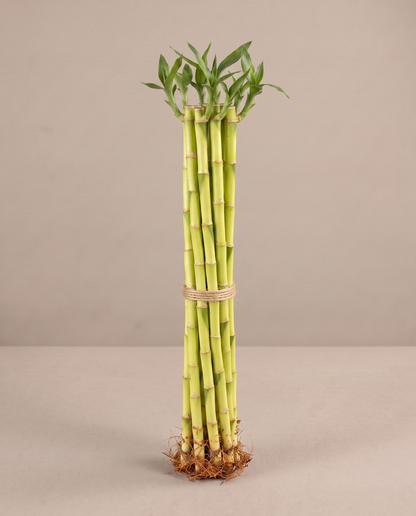 Lucky Bamboo Dracaena, 18 inch bundle of 10 stalks, no vase