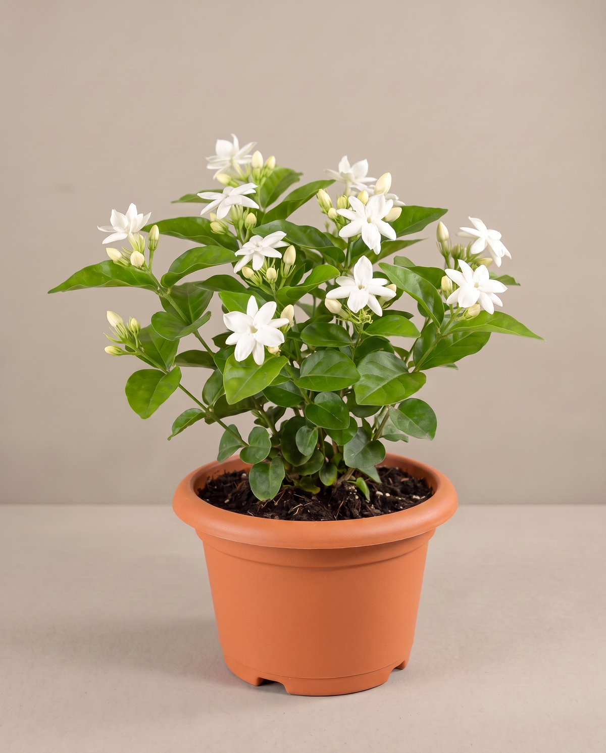 Jasmine Sambac bush in a grow pot, three-quarter