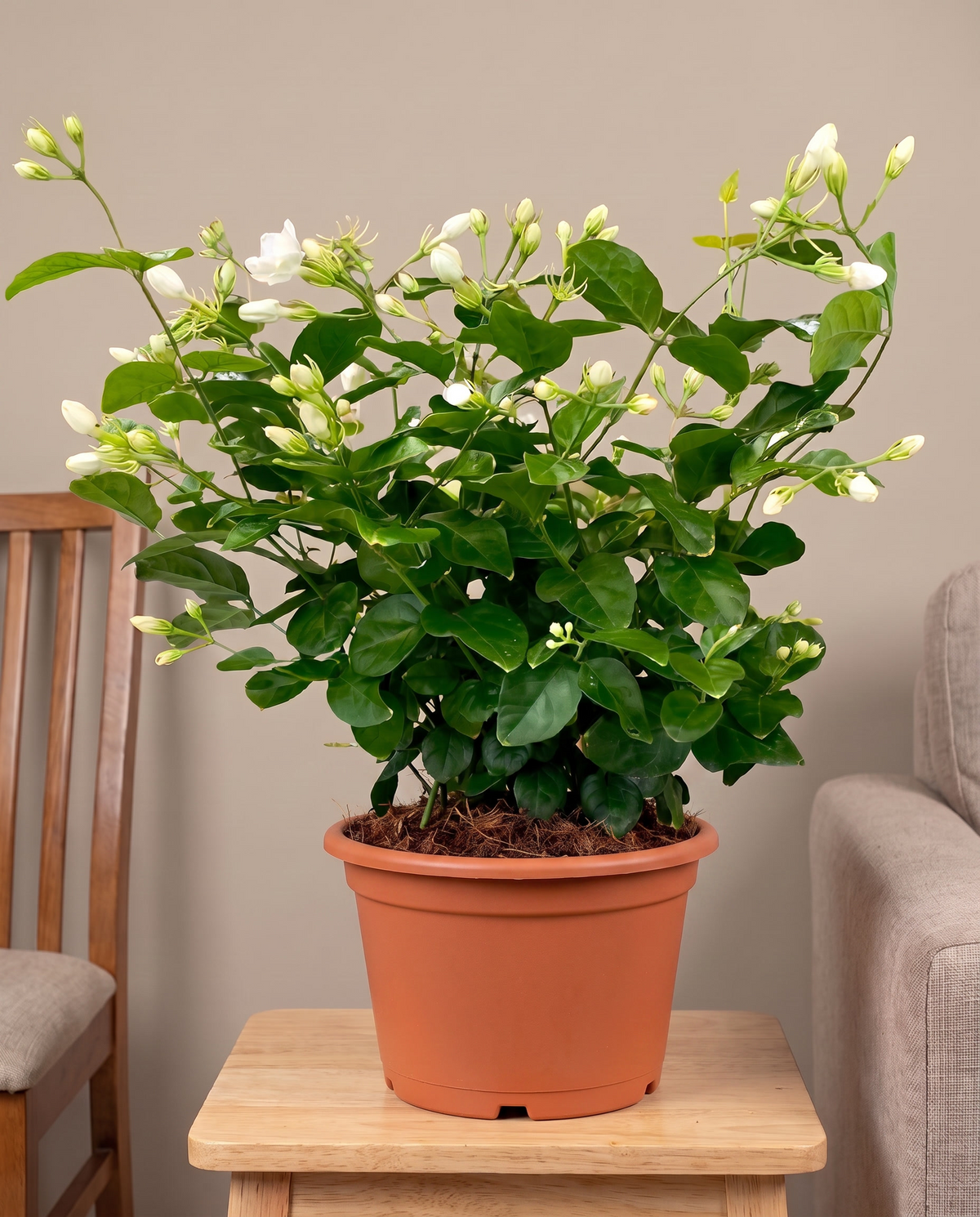 Jasmine sambac large in a grow pot, furniture for scale