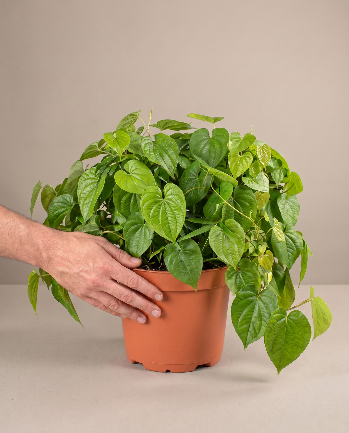 Betel (paan) in a grow pot, hand for scale, Large
