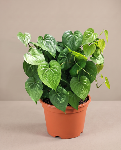 Betel (paan) in a grow pot, three-quarter, Large