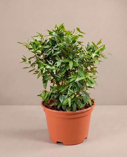 Bay laurel in a grow pot, three-quarter, Medium