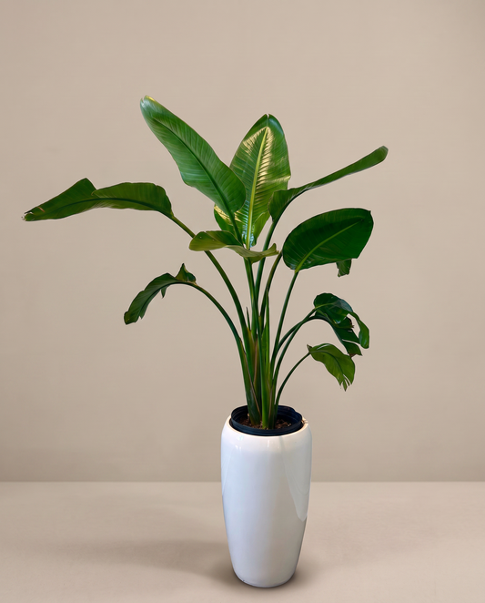 Bird of Paradise in the included white planter, front studio