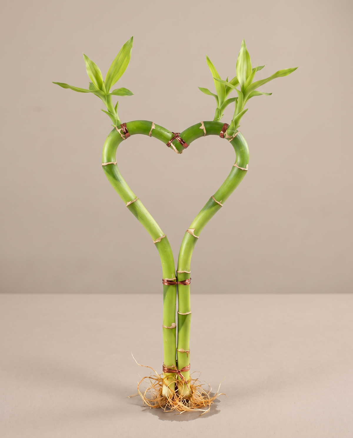 Lucky bamboo heart-shaped stem, 8 inch, no vase