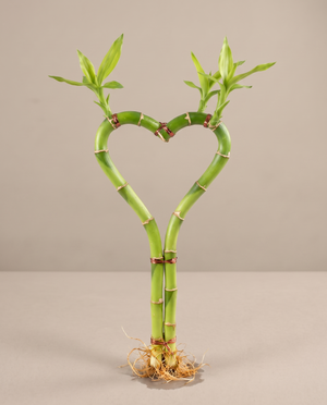 Lucky bamboo heart-shaped stem, 8 inch, no vase