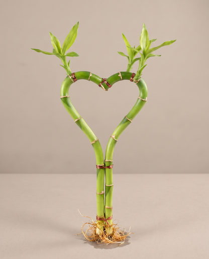 Lucky bamboo heart-shaped stem, 8 inch, no vase