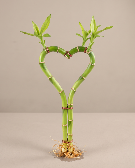 Lucky bamboo heart-shaped stem, 8 inch, no vase