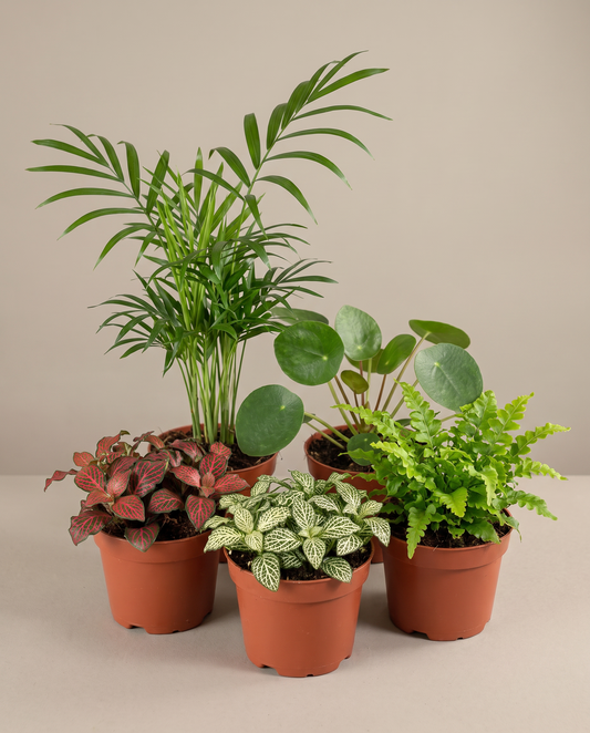 Pet-friendly houseplant 5-pack in grow pots, front studio