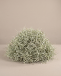 Spanish moss live (4/5 LB)