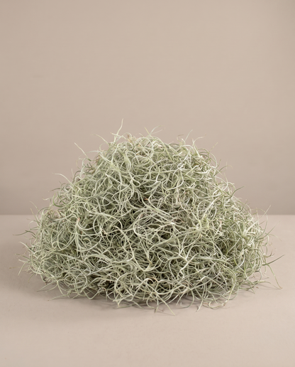 Spanish moss live, 4 to 5 lb mound, no pot