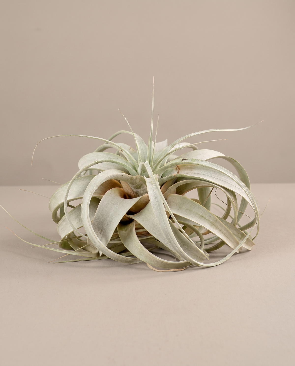 Tillandsia xerographica, large 6 to 8 inch rosette, no pot