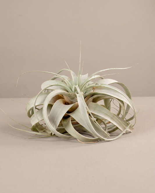 Tillandsia xerographica, large 6 to 8 inch rosette, no pot