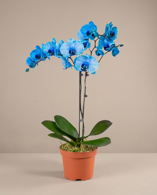 Phalaenopsis orchid in a grow pot, front studio, Blue